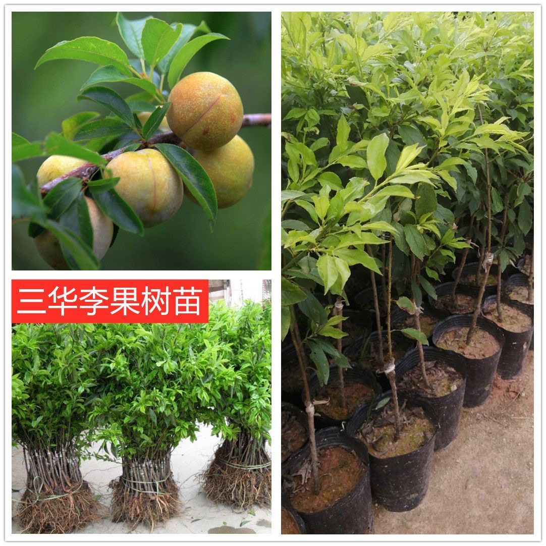 供應(yīng)三華李/南華李/李子苗遲熟晚熟李子苗品種基地直銷