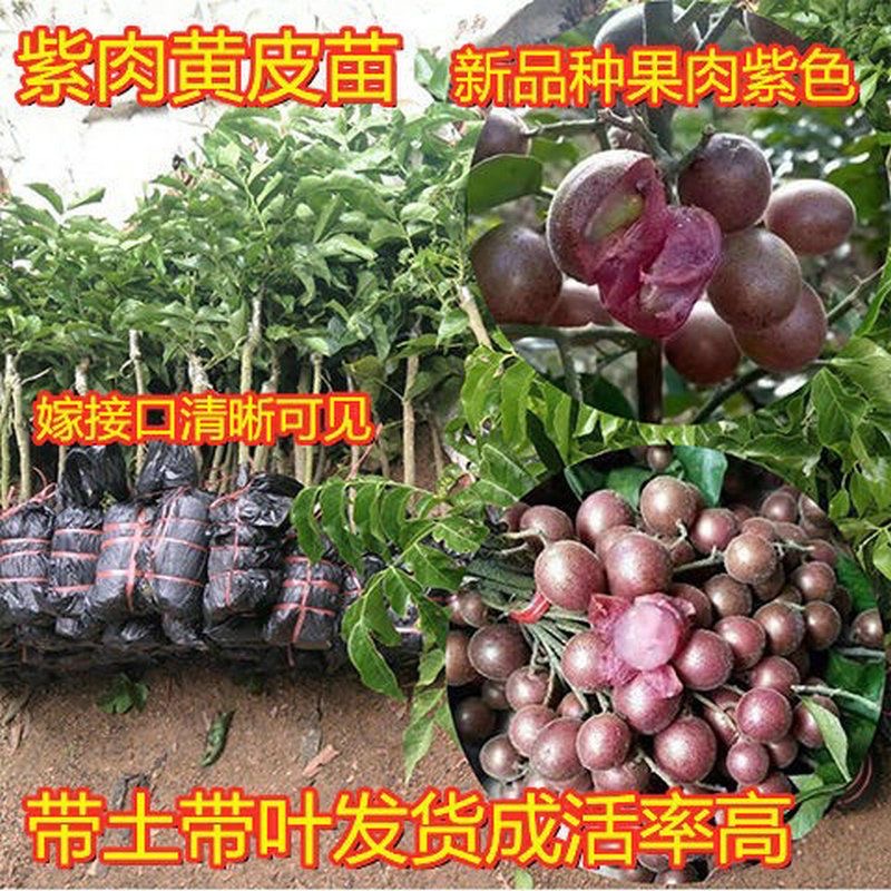 紫肉黃皮果苗新品種 果實紫皮紫肉外觀漂亮更香甜多汁好吃