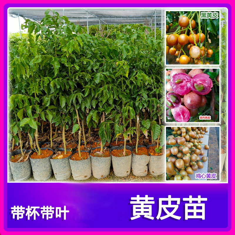 紫肉黃皮果苗新品種 果實紫皮紫肉外觀漂亮更香甜多汁好吃