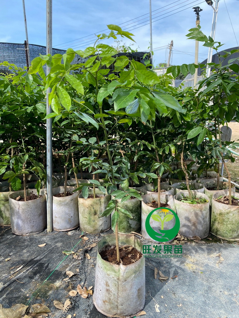 紫肉黃皮果苗新品種 果實紫皮紫肉外觀漂亮更香甜多汁好吃