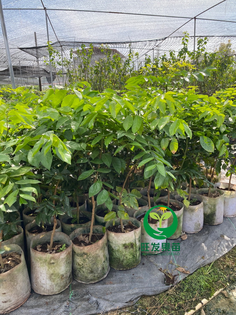 紫肉黃皮果苗新品種 果實紫皮紫肉外觀漂亮更香甜多汁好吃
