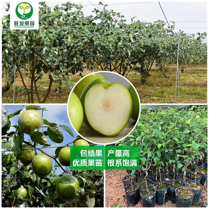 臺灣蜜絲棗苗青棗苗大蜜棗苗臺南棗苗大量現苗品種多