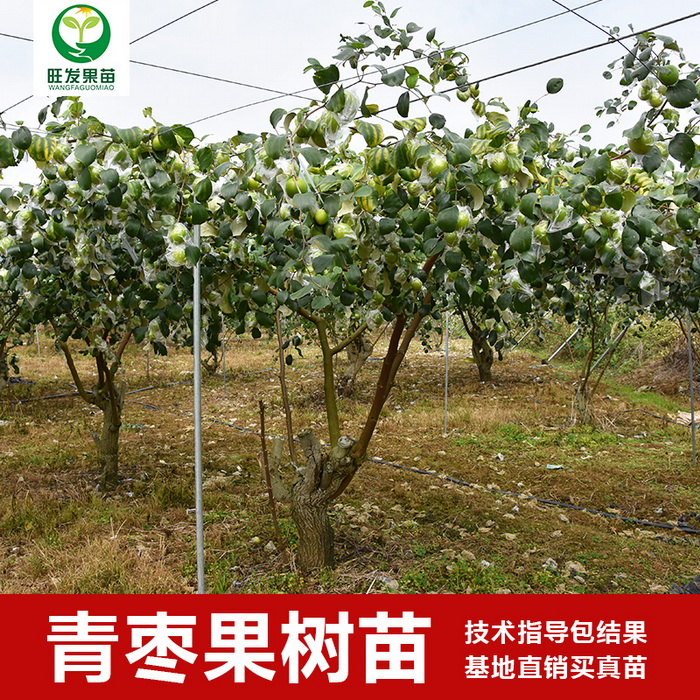 臺灣蜜絲棗苗青棗苗大蜜棗苗臺南棗苗大量現苗品種多
