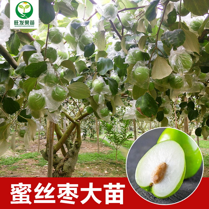 臺灣蜜絲棗苗青棗苗大蜜棗苗臺南棗苗大量現苗品種多
