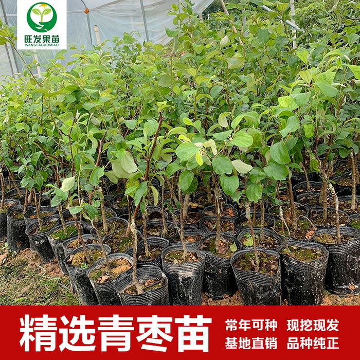 臺灣蜜絲棗苗青棗苗大蜜棗苗臺南棗苗大量現苗品種多