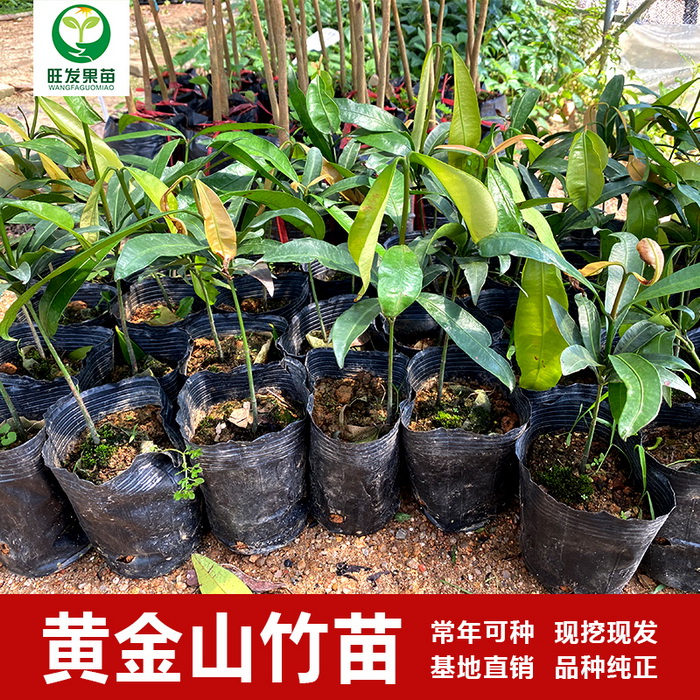 臺(tái)灣黃金山竹苗阿恰恰山竹苗新品種 產(chǎn)量高地栽盆栽都可以種植