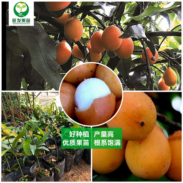 臺(tái)灣黃金山竹苗阿恰恰山竹苗新品種 產(chǎn)量高地栽盆栽都可以種植
