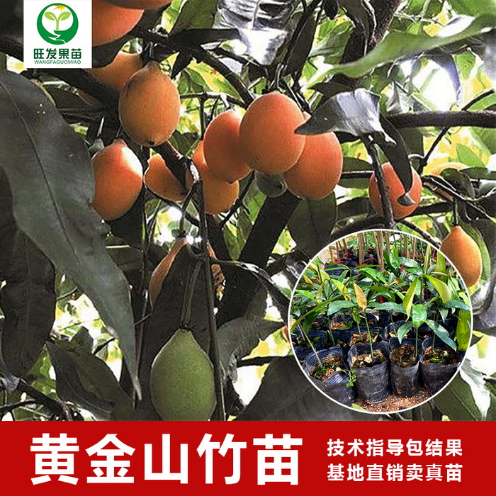 臺(tái)灣黃金山竹苗阿恰恰山竹苗新品種 產(chǎn)量高地栽盆栽都可以種植