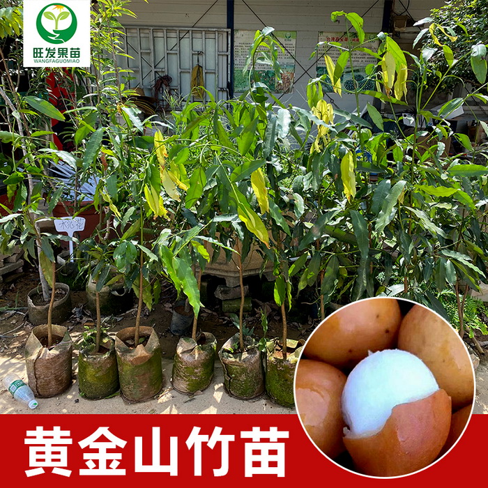 臺(tái)灣黃金山竹苗阿恰恰山竹苗新品種 產(chǎn)量高地栽盆栽都可以種植