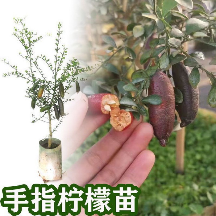 手指檸檬苗魚子醬檸檬苗 澳洲指橙苗 品種多大小規(guī)格都有苗