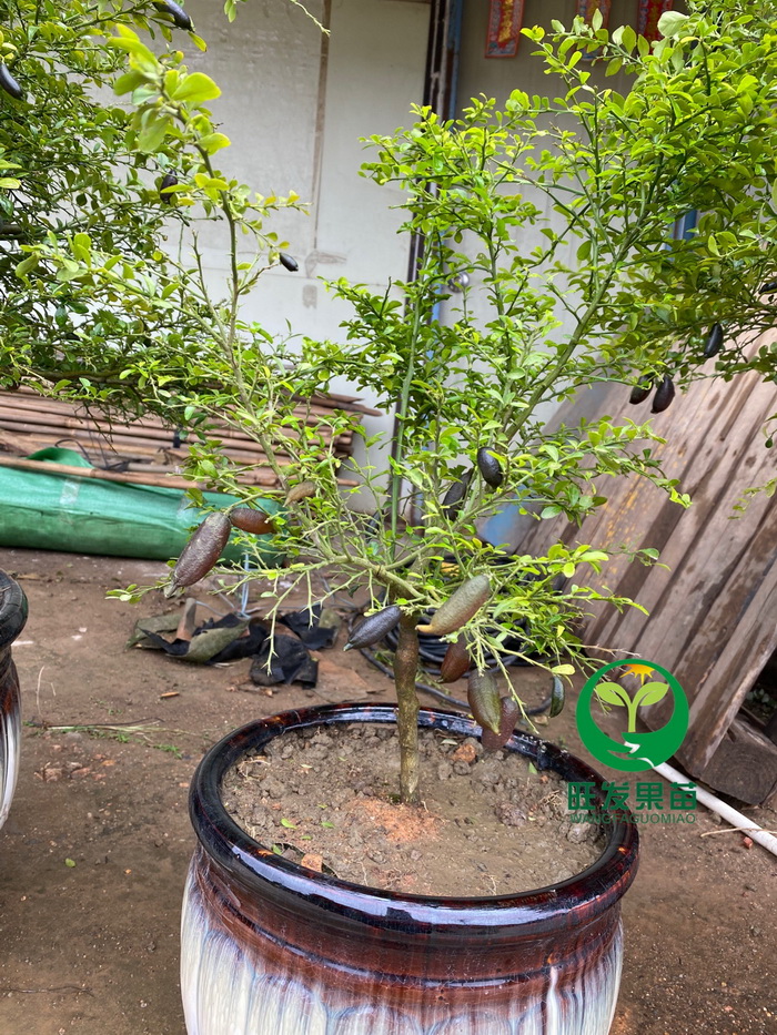 手指檸檬苗魚子醬檸檬苗 澳洲指橙苗 品種多大小規(guī)格都有苗