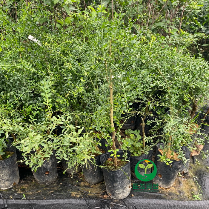 手指檸檬苗魚子醬檸檬苗 澳洲指橙苗 品種多大小規(guī)格都有苗