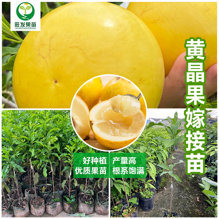 大量供應金大王黃晶果黃晶果6號  冬蜜久蜜黃晶果苗黃金果苗 耐寒品種