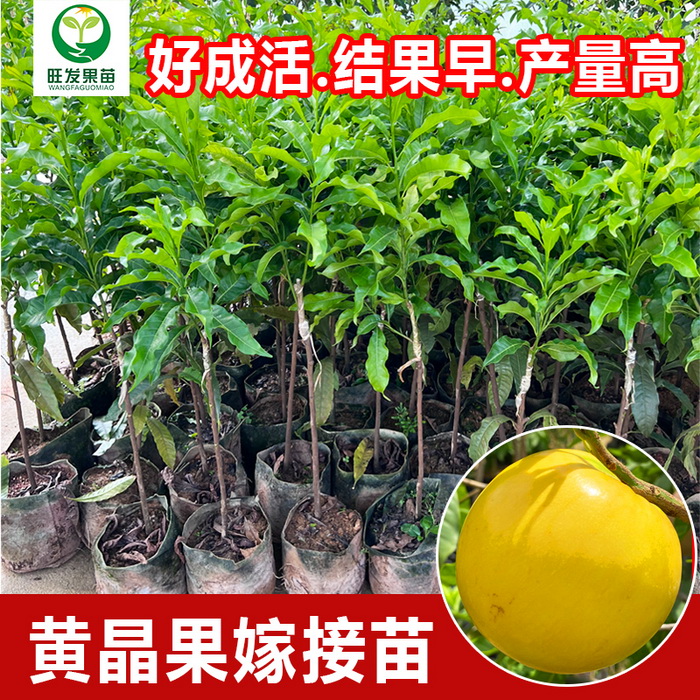 大量供應(yīng)金大王黃晶果黃晶果6號  冬蜜久蜜黃晶果苗黃金果苗 耐寒品種