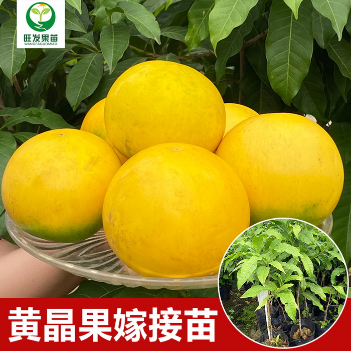大量供應(yīng)金大王黃晶果黃晶果6號  冬蜜久蜜黃晶果苗黃金果苗 耐寒品種