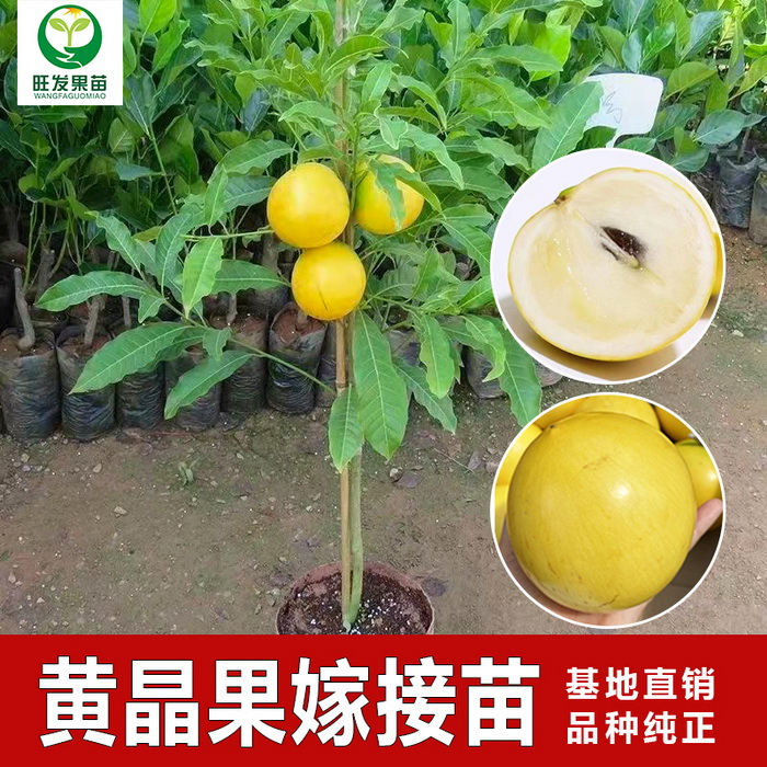 大量供應(yīng)金大王黃晶果黃晶果6號  冬蜜久蜜黃晶果苗黃金果苗 耐寒品種
