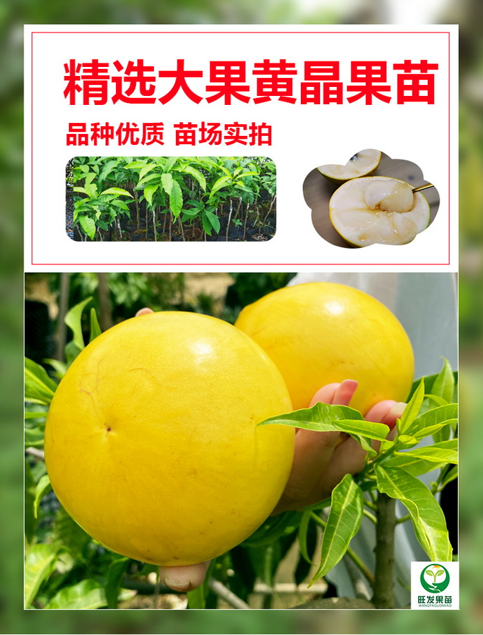 大量供應(yīng)金大王黃晶果黃晶果6號  冬蜜久蜜黃晶果苗黃金果苗 耐寒品種