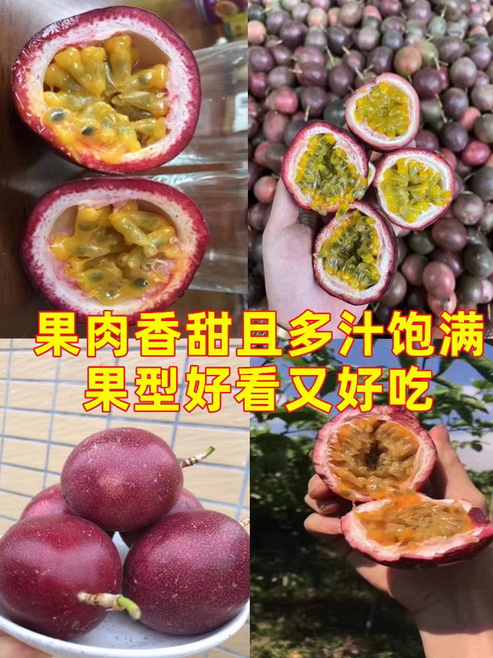 臺農一號紫色百香果苗批發 香甜耐寒品種 嫁接苗優良百香果品種