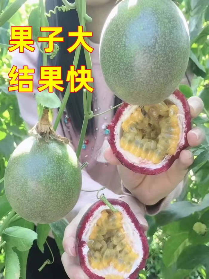 臺農一號紫色百香果苗批發 香甜耐寒品種 嫁接苗優良百香果品種