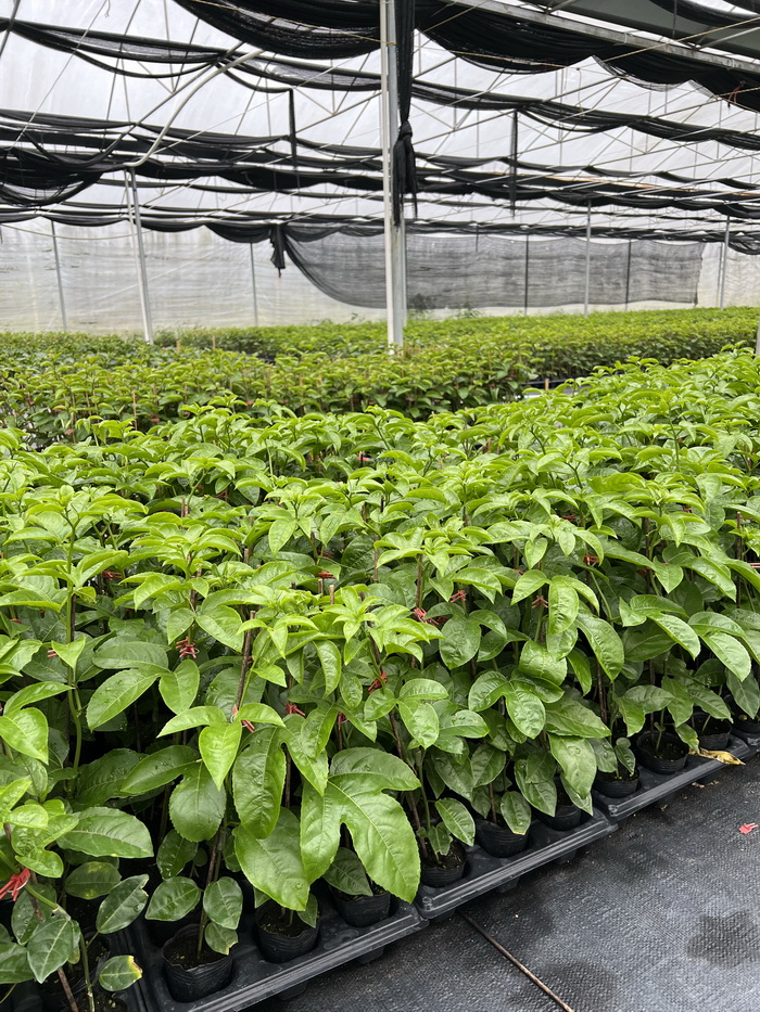 臺農一號紫色百香果苗批發 香甜耐寒品種 嫁接苗優良百香果品種