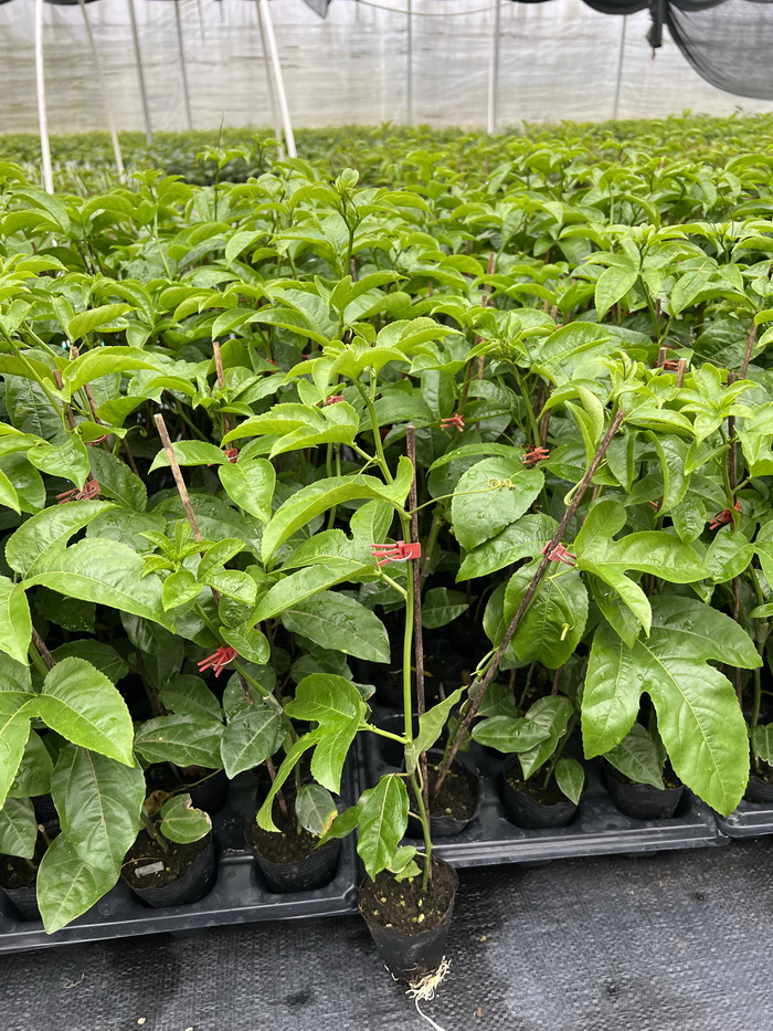 臺農一號紫色百香果苗批發 香甜耐寒品種 嫁接苗優良百香果品種