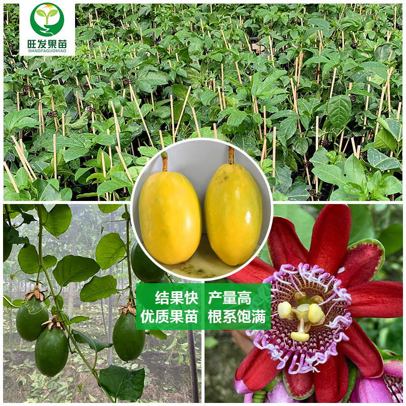 新品種大果香蜜百香果苗單果重1-2斤重 嫁接苗純甜無酸味 產(chǎn)量高純正百香果苗