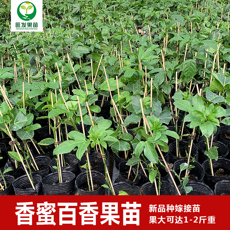 新品種大果香蜜百香果苗單果重1-2斤重 嫁接苗純甜無酸味 產(chǎn)量高純正百香果苗