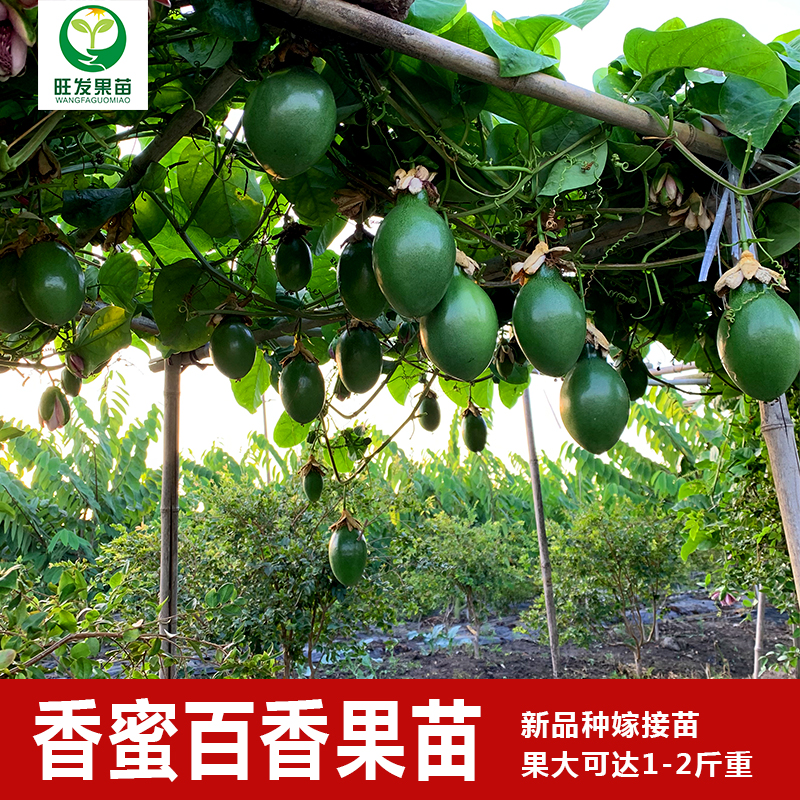 新品種大果香蜜百香果苗單果重1-2斤重 嫁接苗純甜無酸味 產(chǎn)量高純正百香果苗