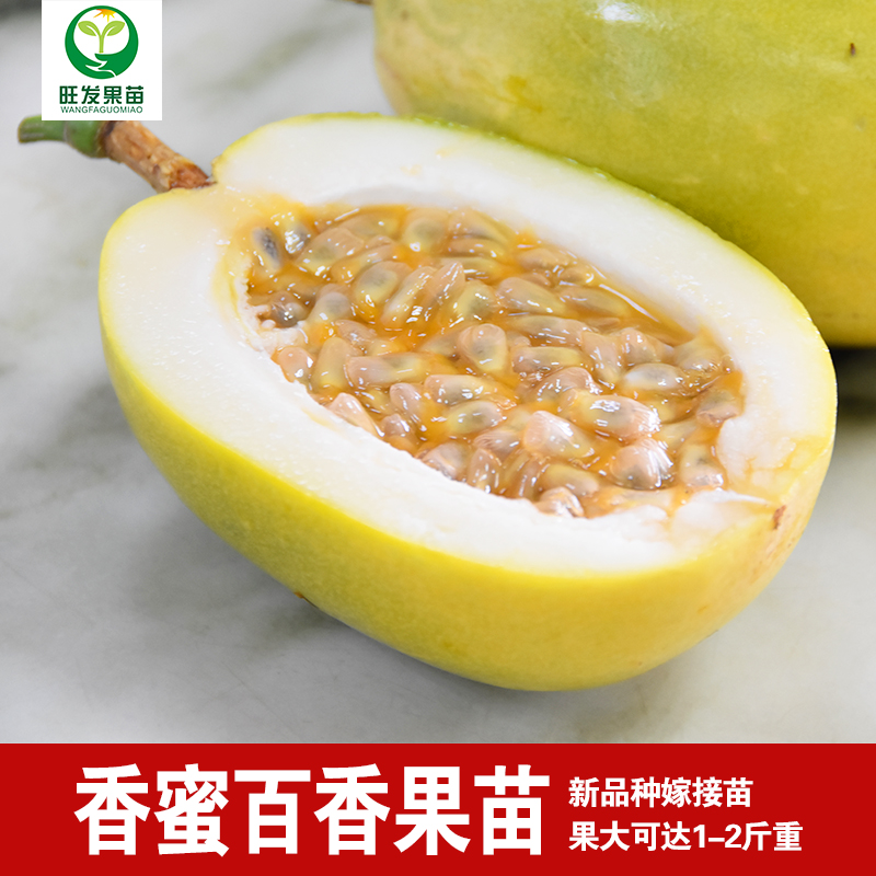 新品種大果香蜜百香果苗單果重1-2斤重 嫁接苗純甜無酸味 產(chǎn)量高純正百香果苗
