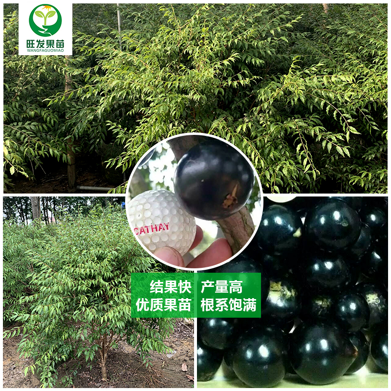 阿根廷嘉寶果苗樹葡萄苗嫁接大果嘉寶果樹苗南北方地栽果樹苗果苗