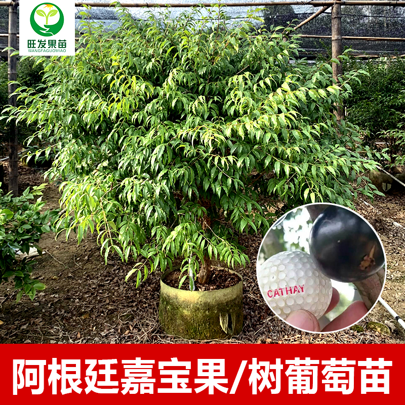 阿根廷嘉寶果苗樹葡萄苗嫁接大果嘉寶果樹苗南北方地栽果樹苗果苗
