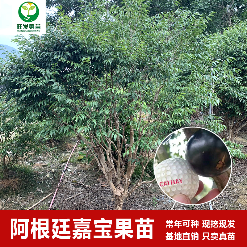 阿根廷嘉寶果苗樹葡萄苗嫁接大果嘉寶果樹苗南北方地栽果樹苗果苗
