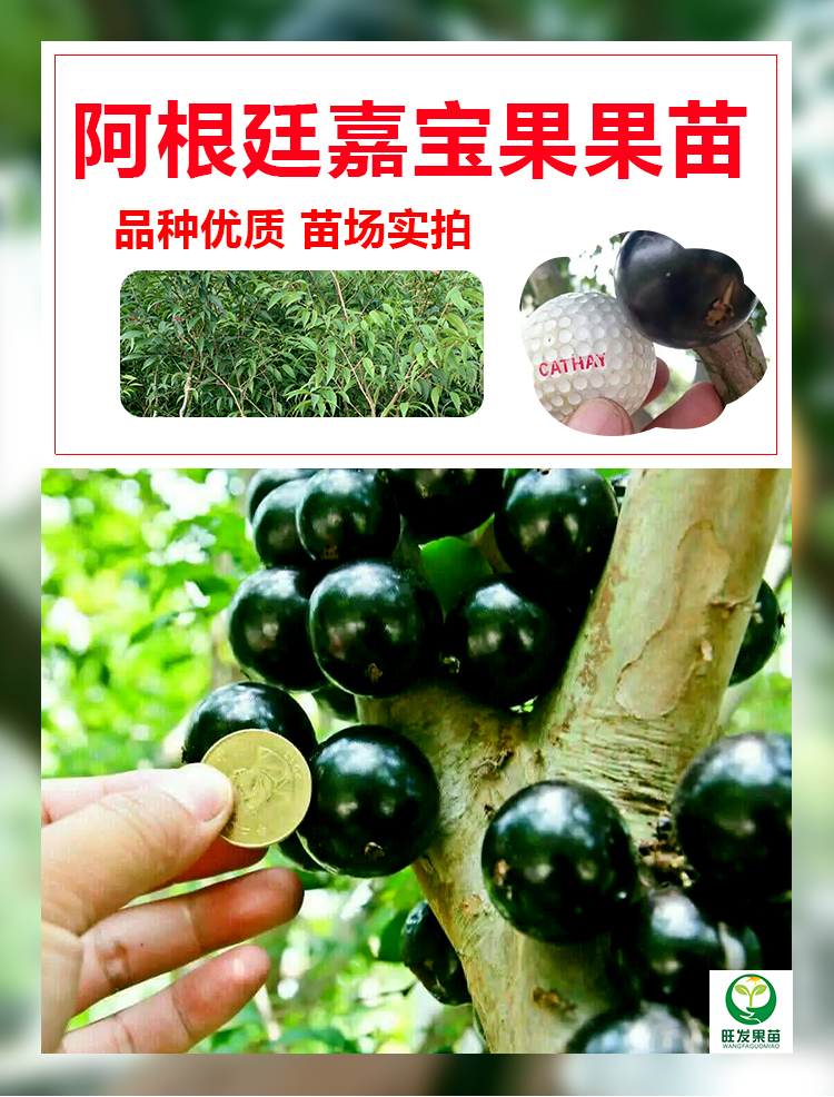 阿根廷嘉寶果苗樹葡萄苗嫁接大果嘉寶果樹苗南北方地栽果樹苗果苗