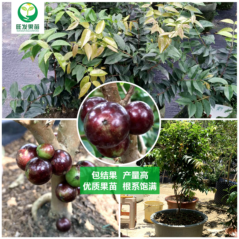艾斯卡嘉寶果苗 四季嘉寶果苗樹葡萄苗南北方種盆栽地栽果樹苗