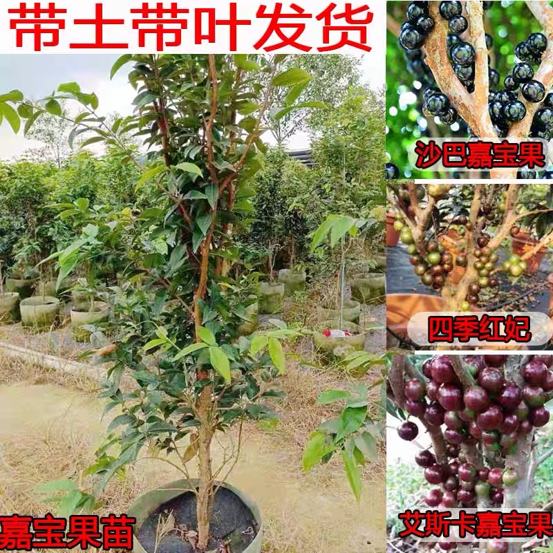 艾斯卡嘉寶果苗 四季嘉寶果苗樹葡萄苗南北方種盆栽地栽果樹苗