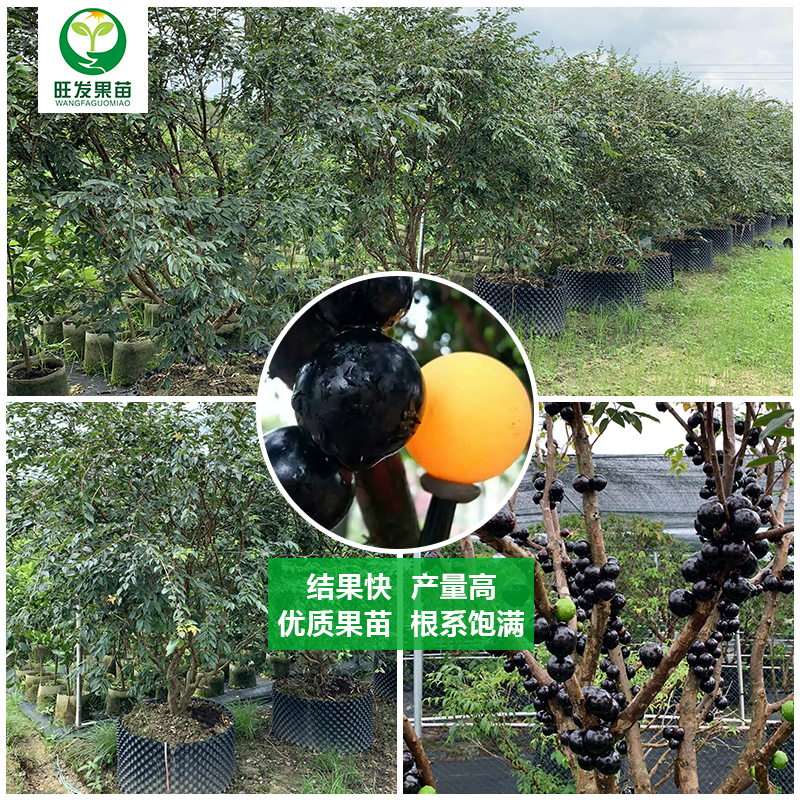 大果福岡嘉寶果苗樹葡萄苗 果子有乒乓球大 耐寒品種南北方可以種植