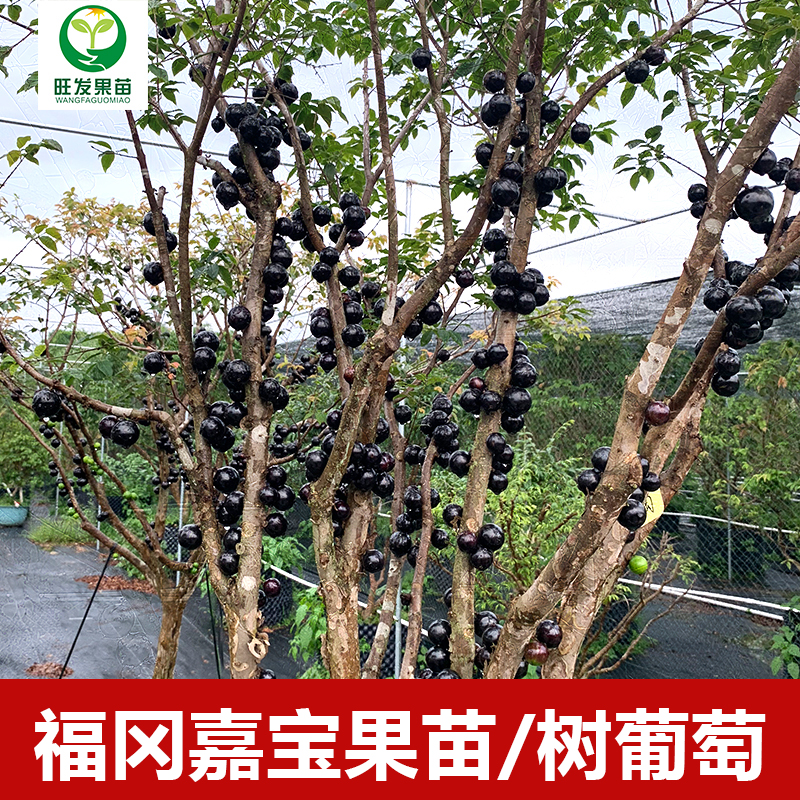 大果福岡嘉寶果苗樹葡萄苗 果子有乒乓球大 耐寒品種南北方可以種植