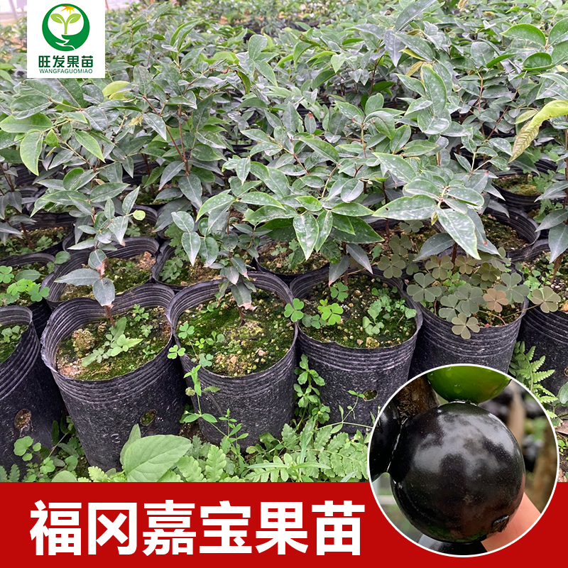 大果福岡嘉寶果苗樹葡萄苗 果子有乒乓球大 耐寒品種南北方可以種植