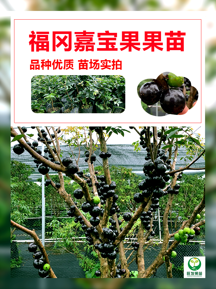 大果福岡嘉寶果苗樹葡萄苗 果子有乒乓球大 耐寒品種南北方可以種植