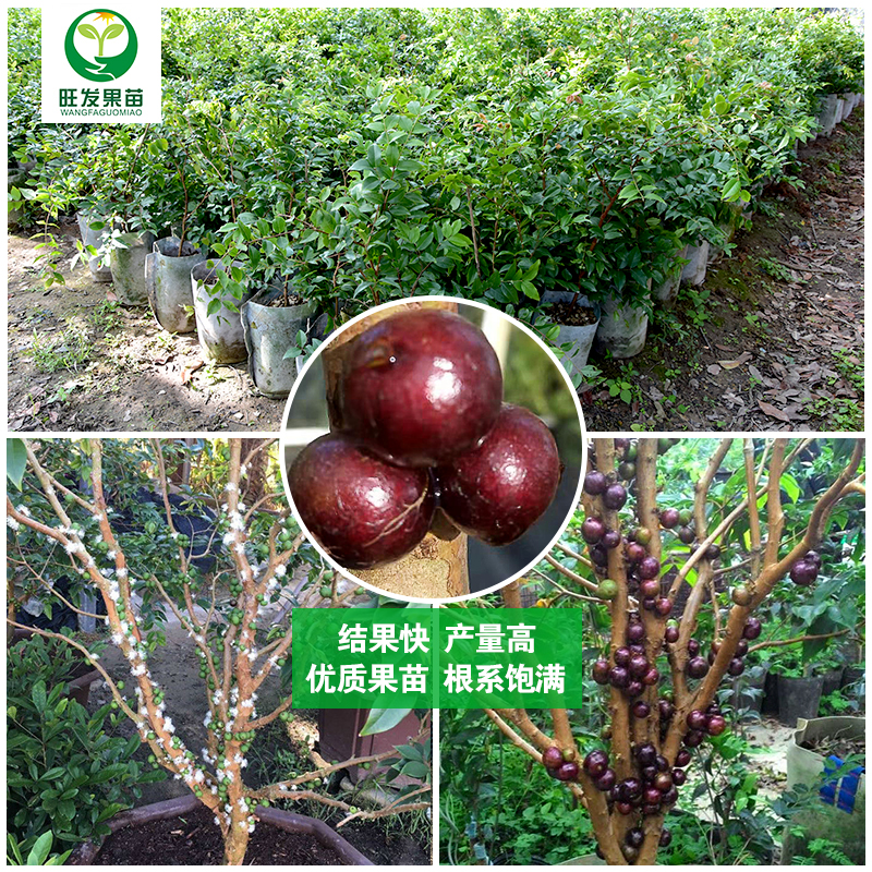 臺灣早生四季紅妃嘉寶果苗樹葡萄苗 大小規格都有苗盆栽樹葡萄苗紅妃嘉寶果樹苗