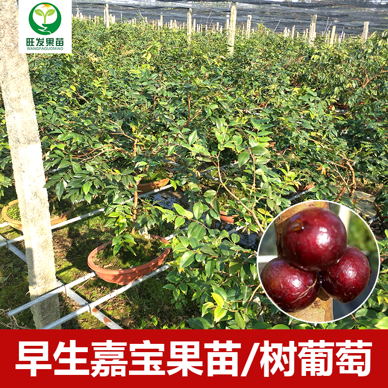 臺灣早生四季紅妃嘉寶果苗樹葡萄苗 大小規格都有苗盆栽樹葡萄苗紅妃嘉寶果樹苗