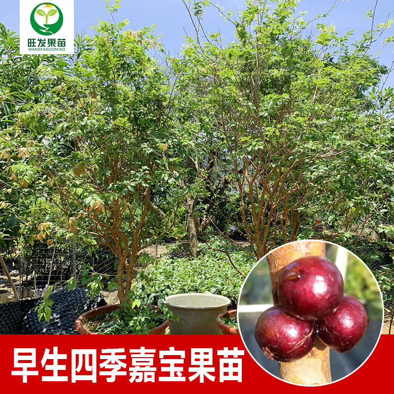 臺灣早生四季紅妃嘉寶果苗樹葡萄苗 大小規格都有苗盆栽樹葡萄苗紅妃嘉寶果樹苗