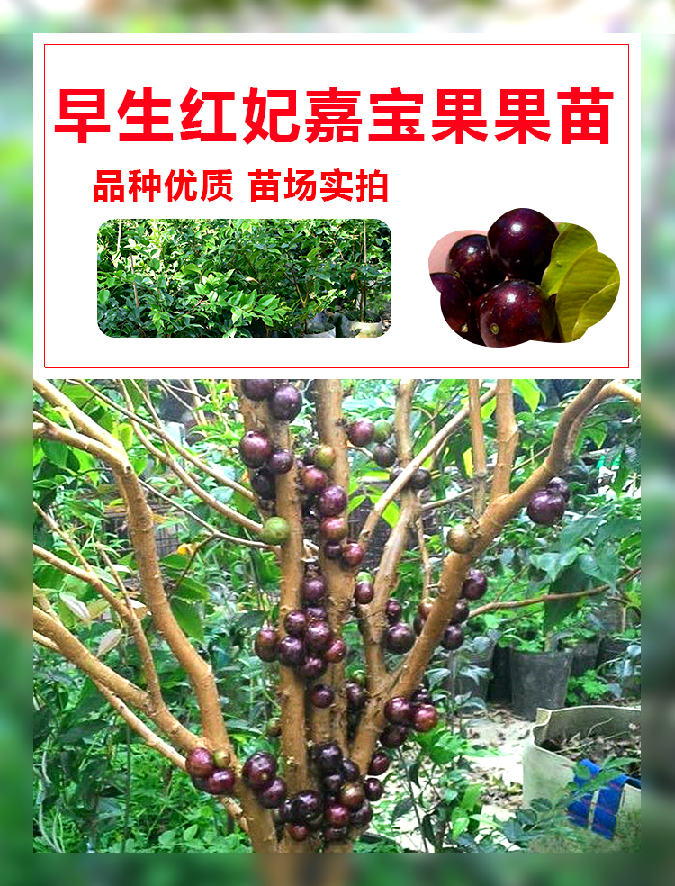 臺灣早生四季紅妃嘉寶果苗樹葡萄苗 大小規格都有苗盆栽樹葡萄苗紅妃嘉寶果樹苗