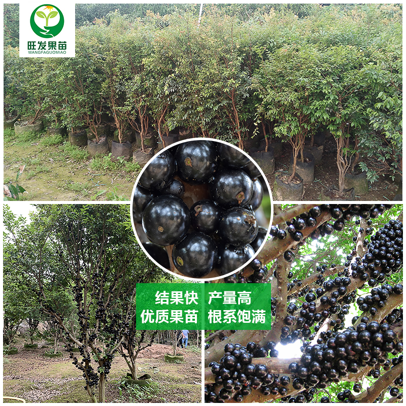 臺灣沙巴嘉寶果樹葡萄苗  沙巴四季嘉寶果樹葡萄樹苗耐寒果樹苗