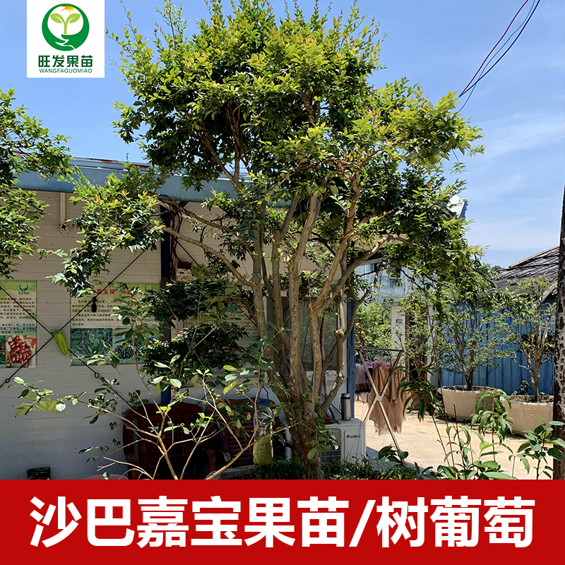 臺灣沙巴嘉寶果樹葡萄苗  沙巴四季嘉寶果樹葡萄樹苗耐寒果樹苗