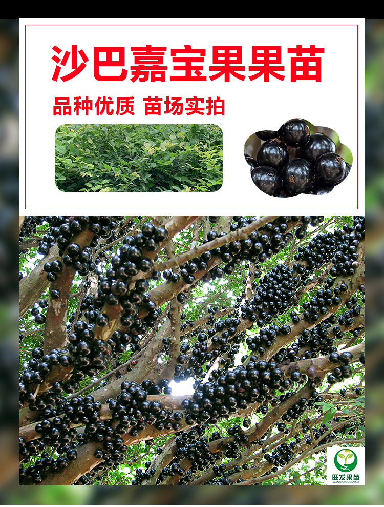 臺灣沙巴嘉寶果樹葡萄苗  沙巴四季嘉寶果樹葡萄樹苗耐寒果樹苗
