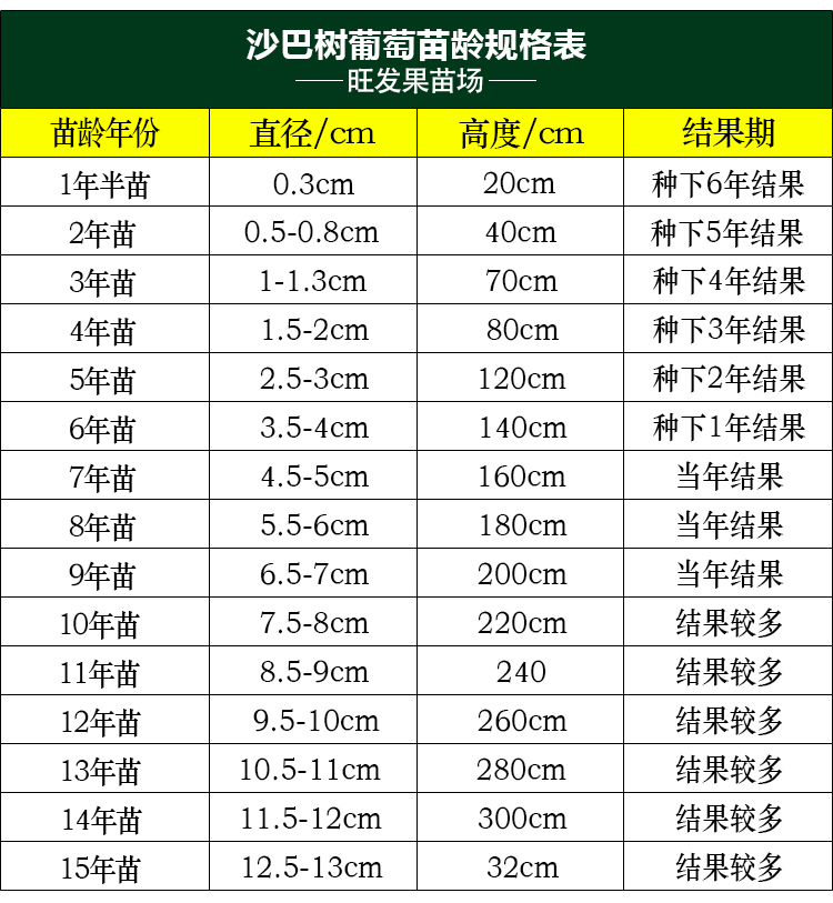 臺灣沙巴嘉寶果樹葡萄苗  沙巴四季嘉寶果樹葡萄樹苗耐寒果樹苗