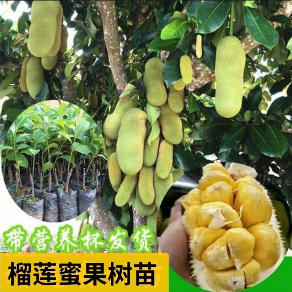 長孟尖榴蓮菠蘿蜜苗 葉子無毛榴蓮蜜苗耐寒品種正品果樹苗