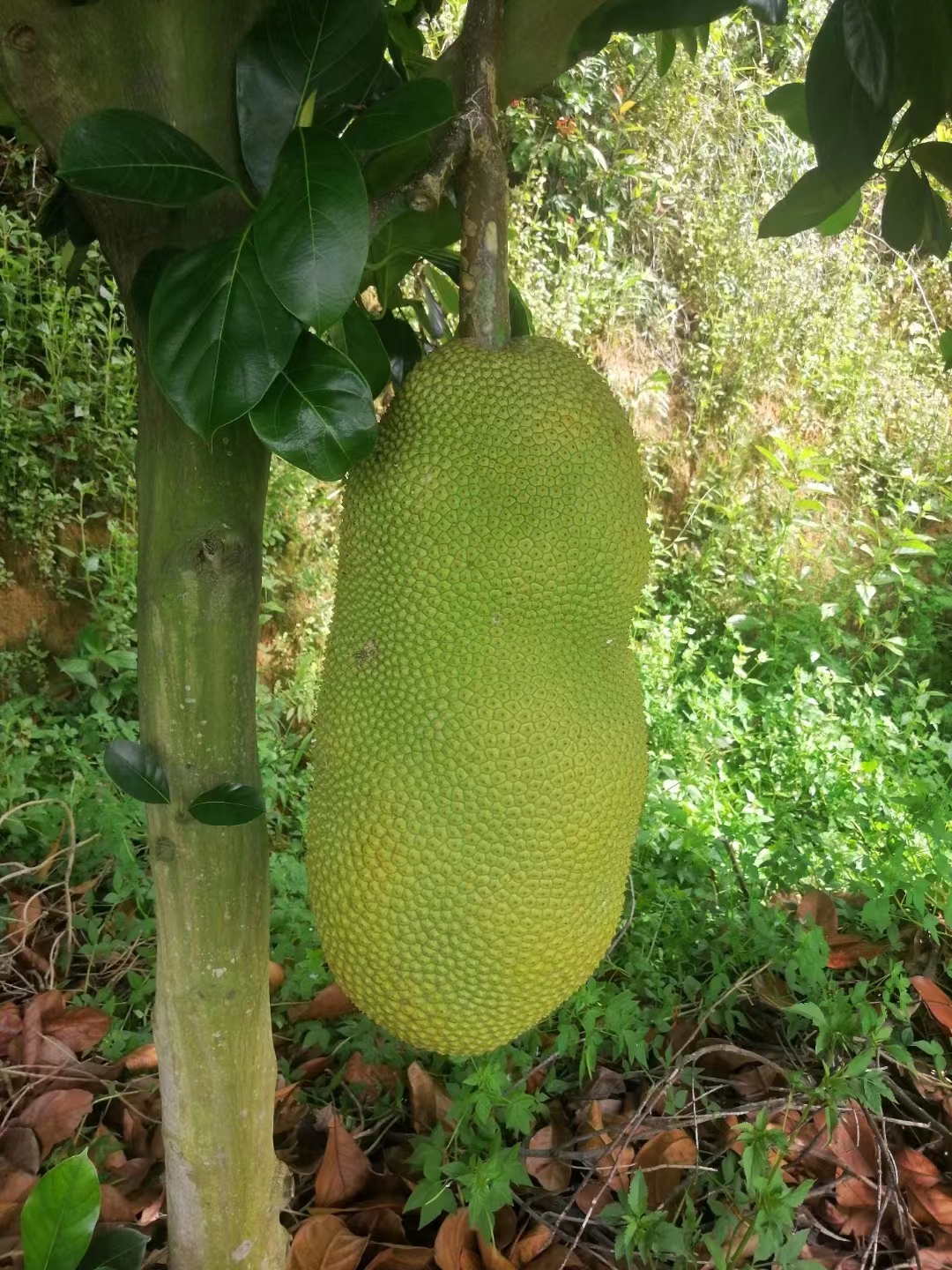 長孟尖榴蓮菠蘿蜜苗 葉子無毛榴蓮蜜苗耐寒品種正品果樹苗