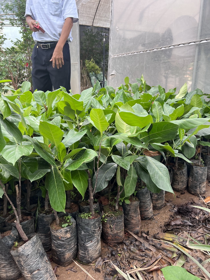 長孟尖榴蓮菠蘿蜜苗 葉子無毛榴蓮蜜苗耐寒品種正品果樹苗